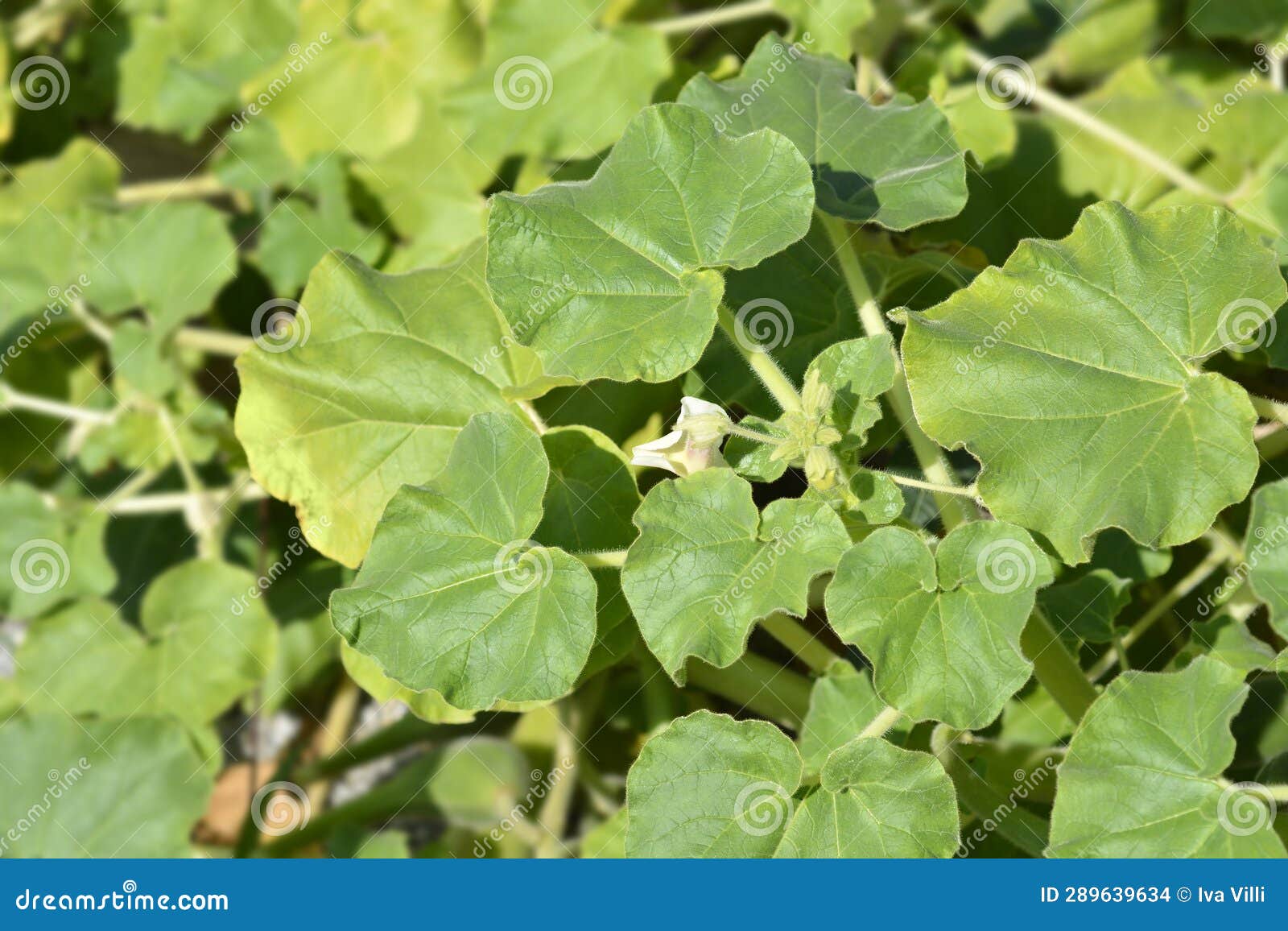 Common devils claw stock photo. Image of louisiana, unicornplant 289639634