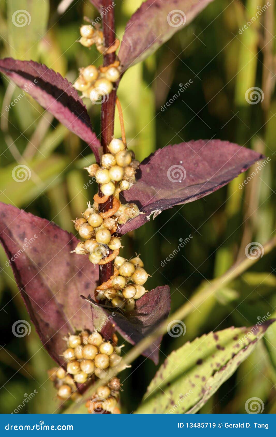 common dodder with seed capsules 605468
