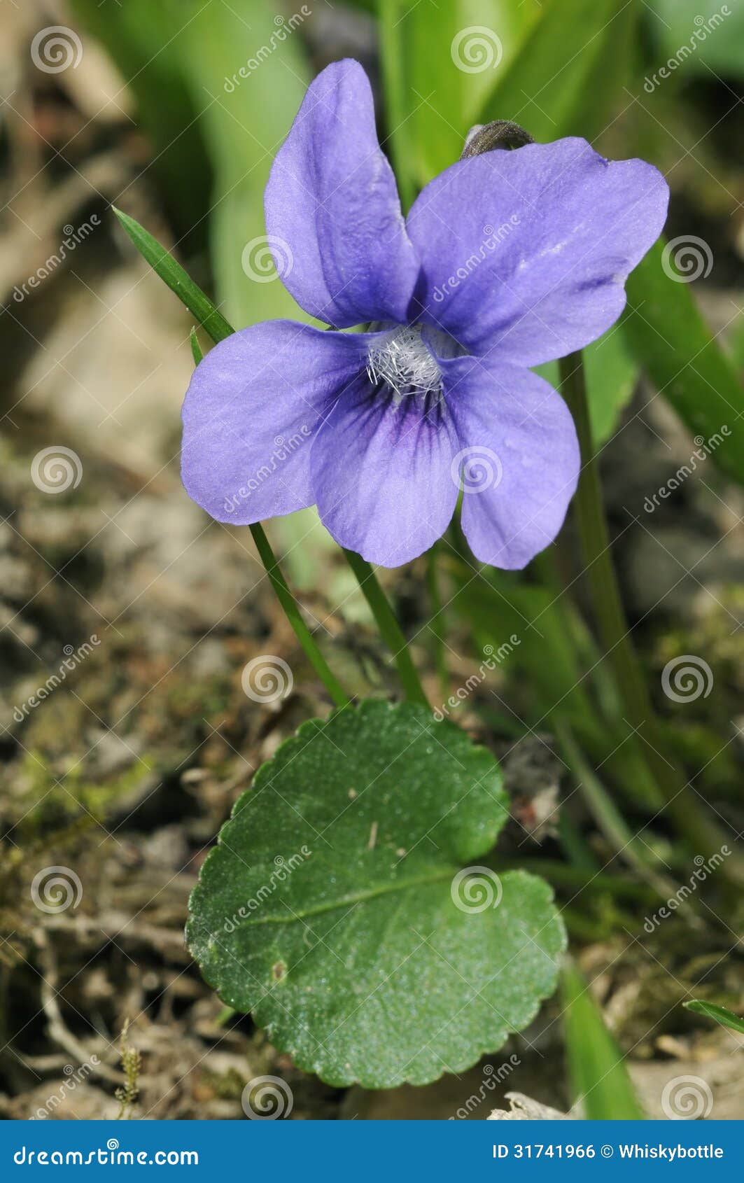 Common Dogviolet stock photo. Image of viola, woodland 31741966