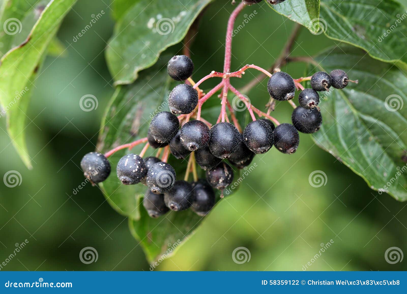 Common Dogwood Fruits stock photo. Image of trees, garden - 58359122