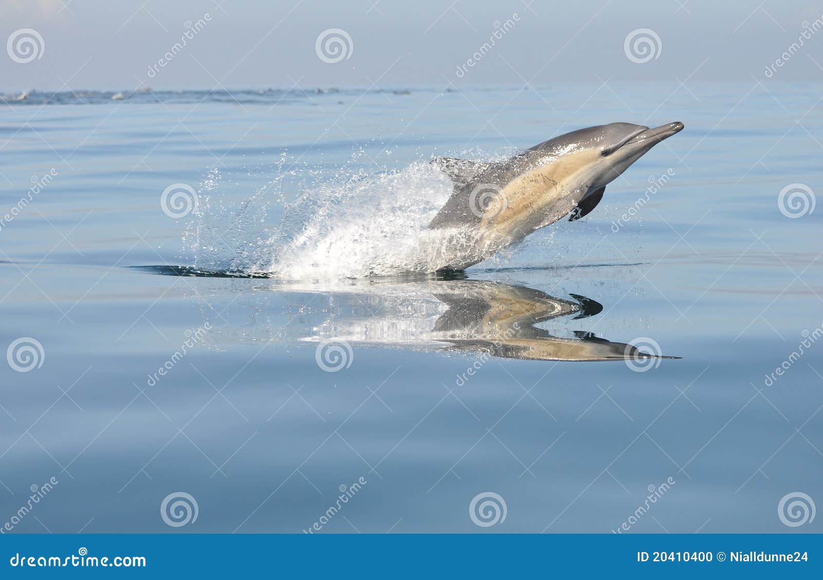 common dolphin leaping in south africa