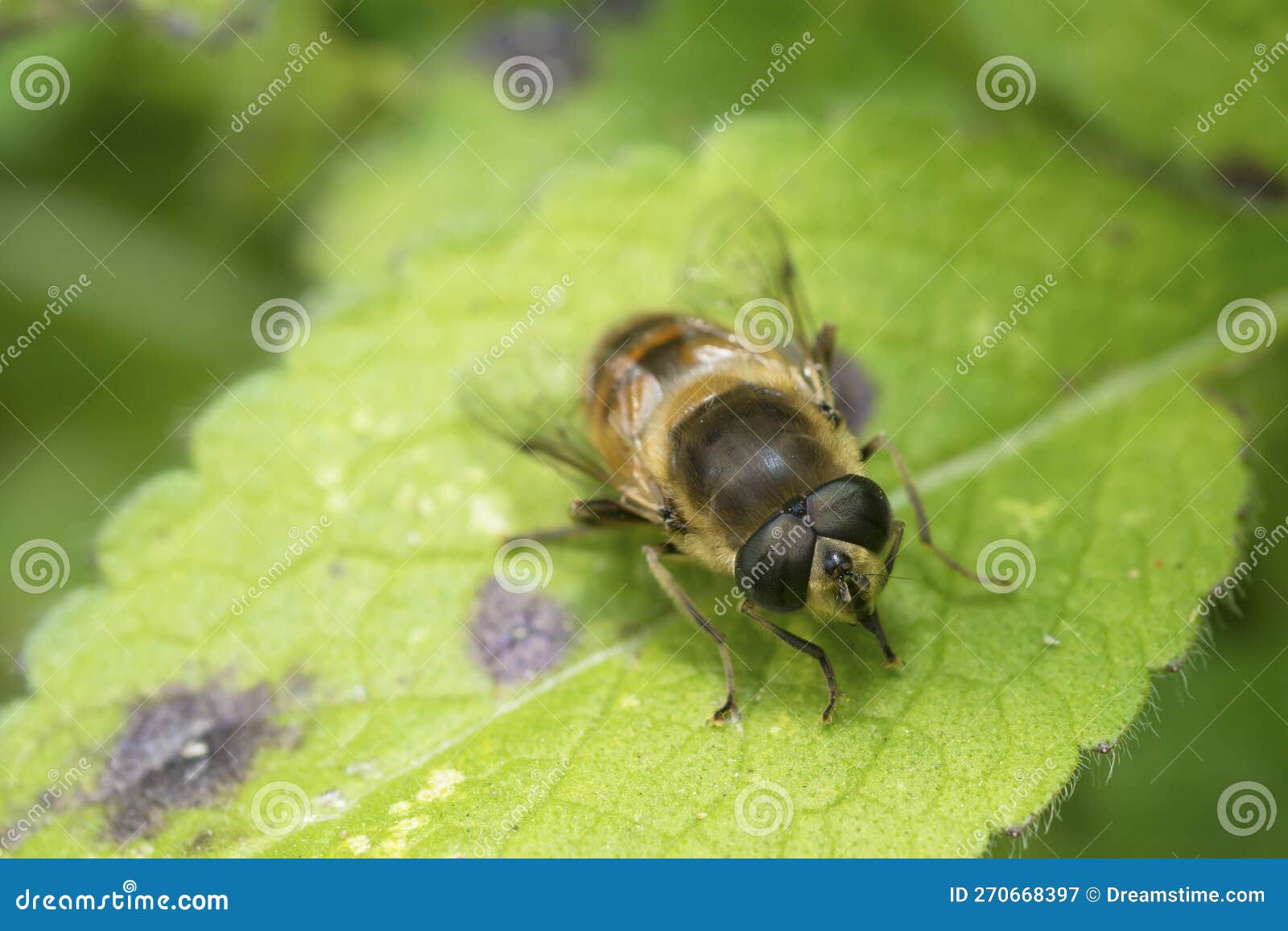 Common Drone Fly on a Leaf, Eristalis Tenax Stock Image Image of