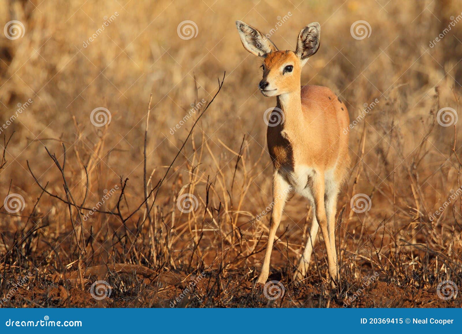 common duiker