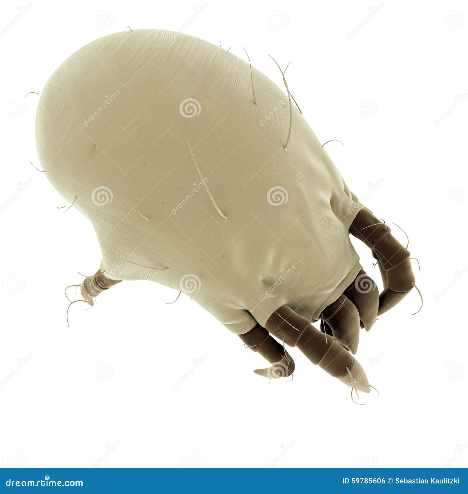 Common Dust Mites RoyaltyFree Cartoon 59786684