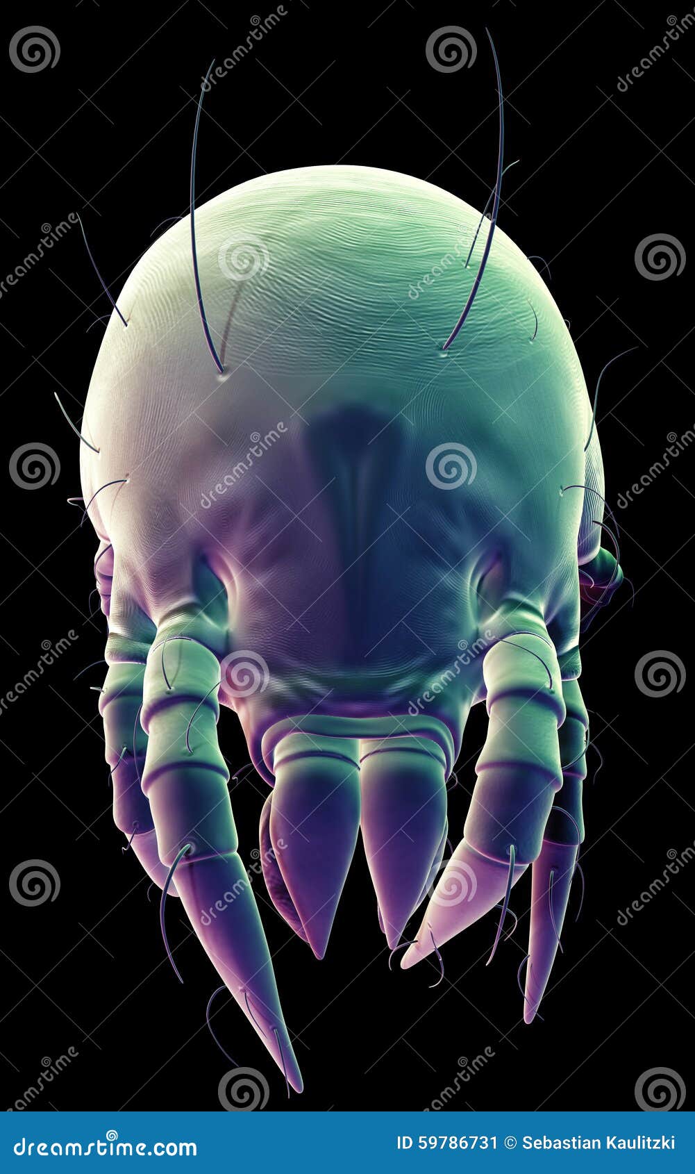 Common Dust Mites RoyaltyFree Cartoon 59791964