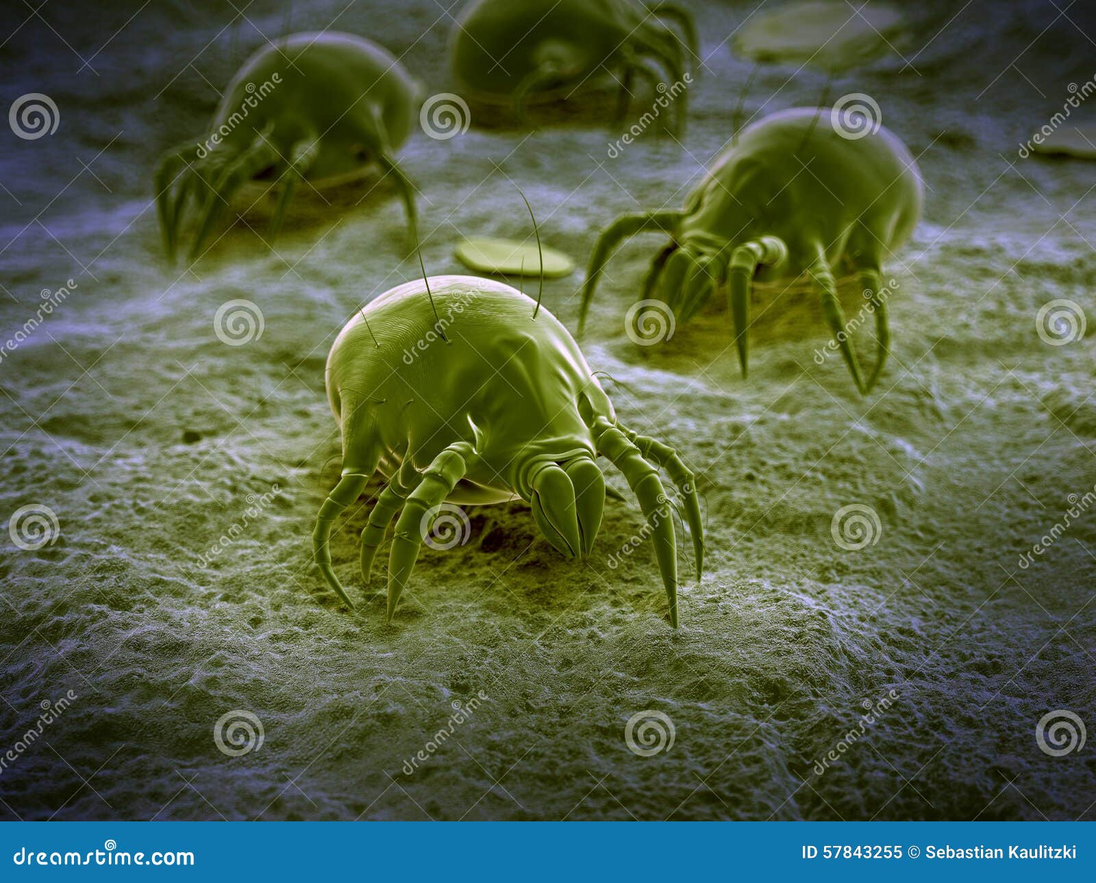 A common dust mite stock illustration. Illustration of itchy 57843255