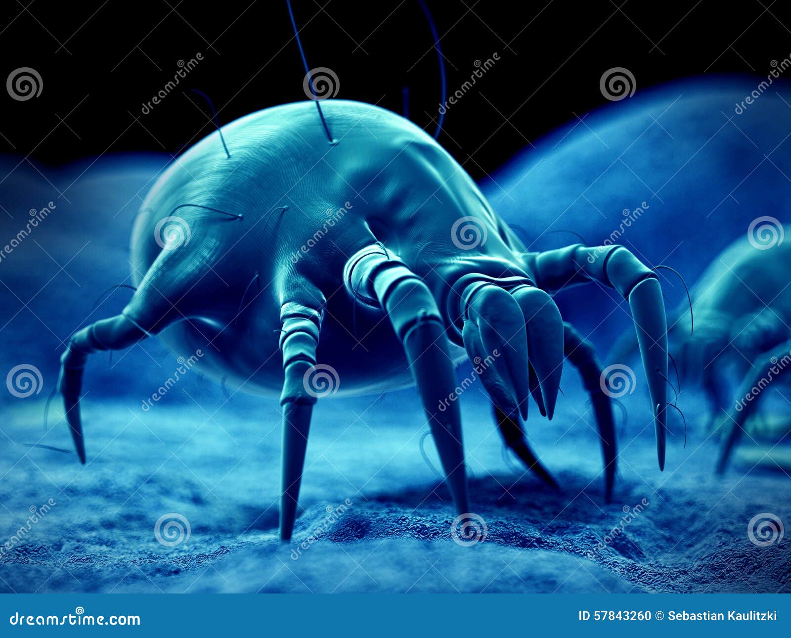 A common dust mite stock illustration. Illustration of immune 57843260
