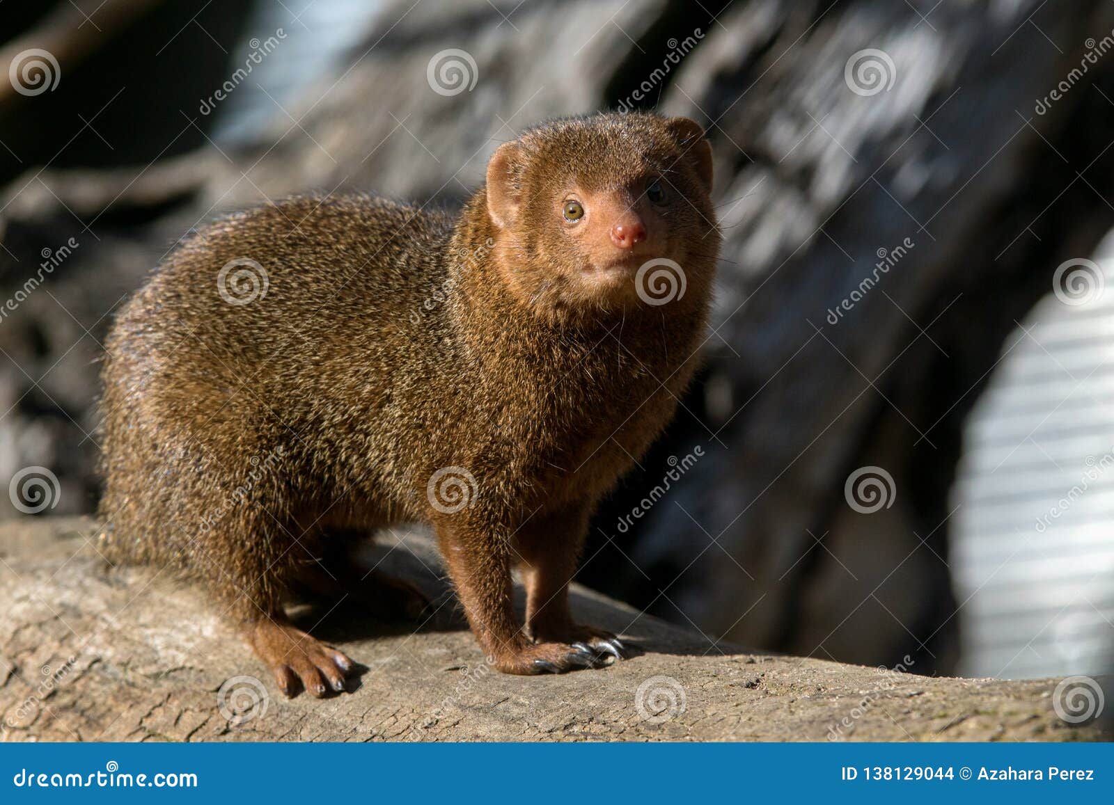 Download Cute Dwarf Mongoose In Africa Stock Photo - Image of ...