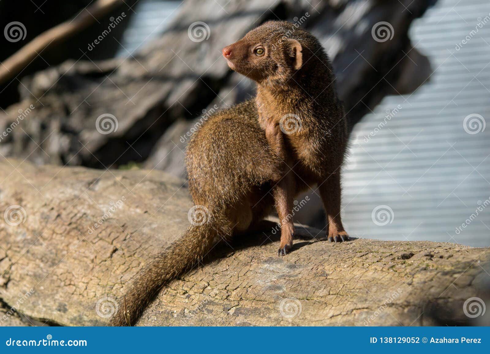 Download Cute Dwarf Mongoose In Africa Stock Photo - Image of small ...