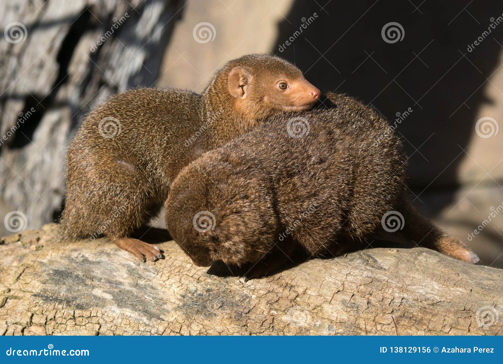 Download Cute Dwarf Mongoose In Africa Stock Photo - Image of fauna ...