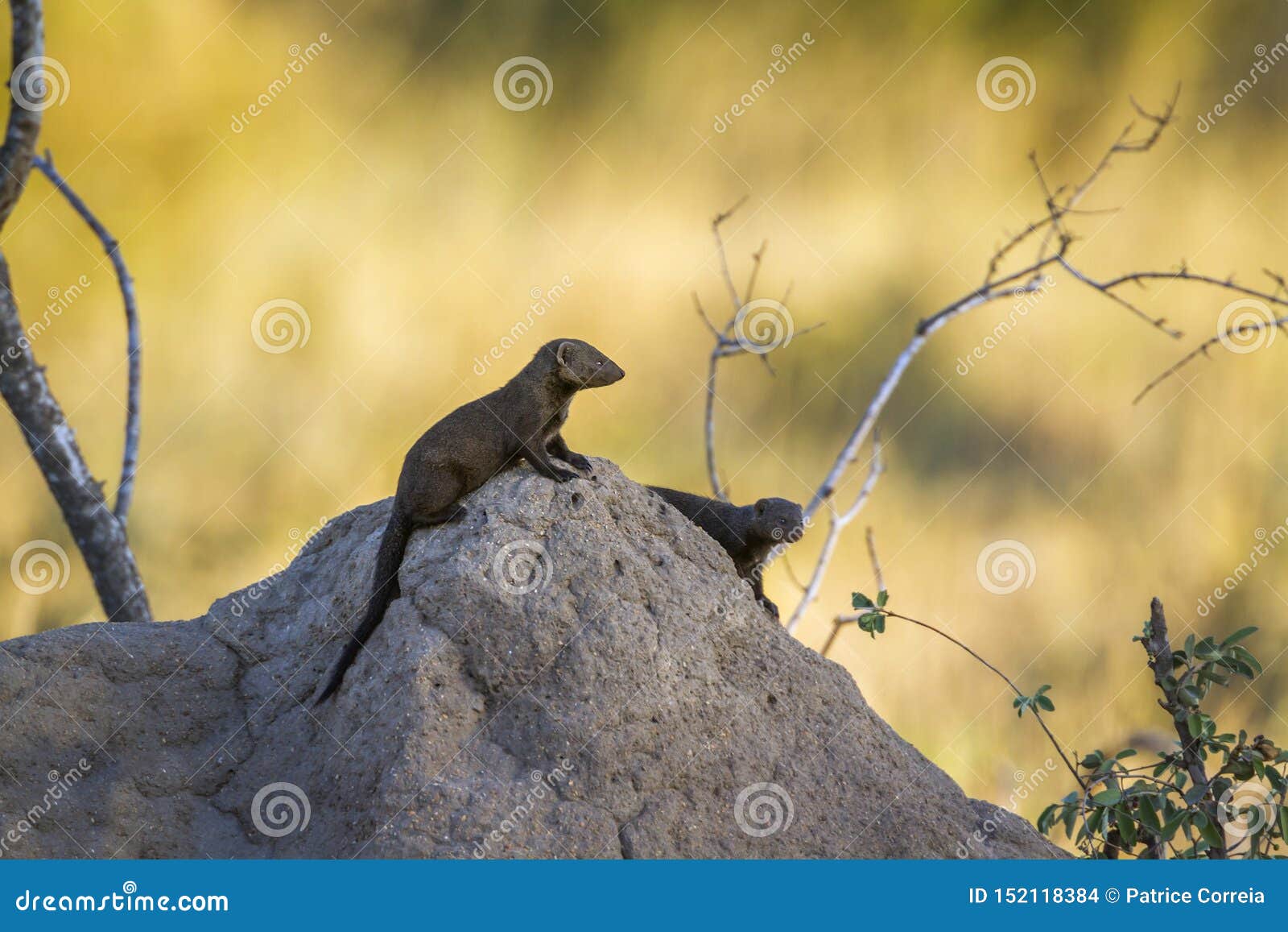 common dwarf mongoose in kruger national park, south africa