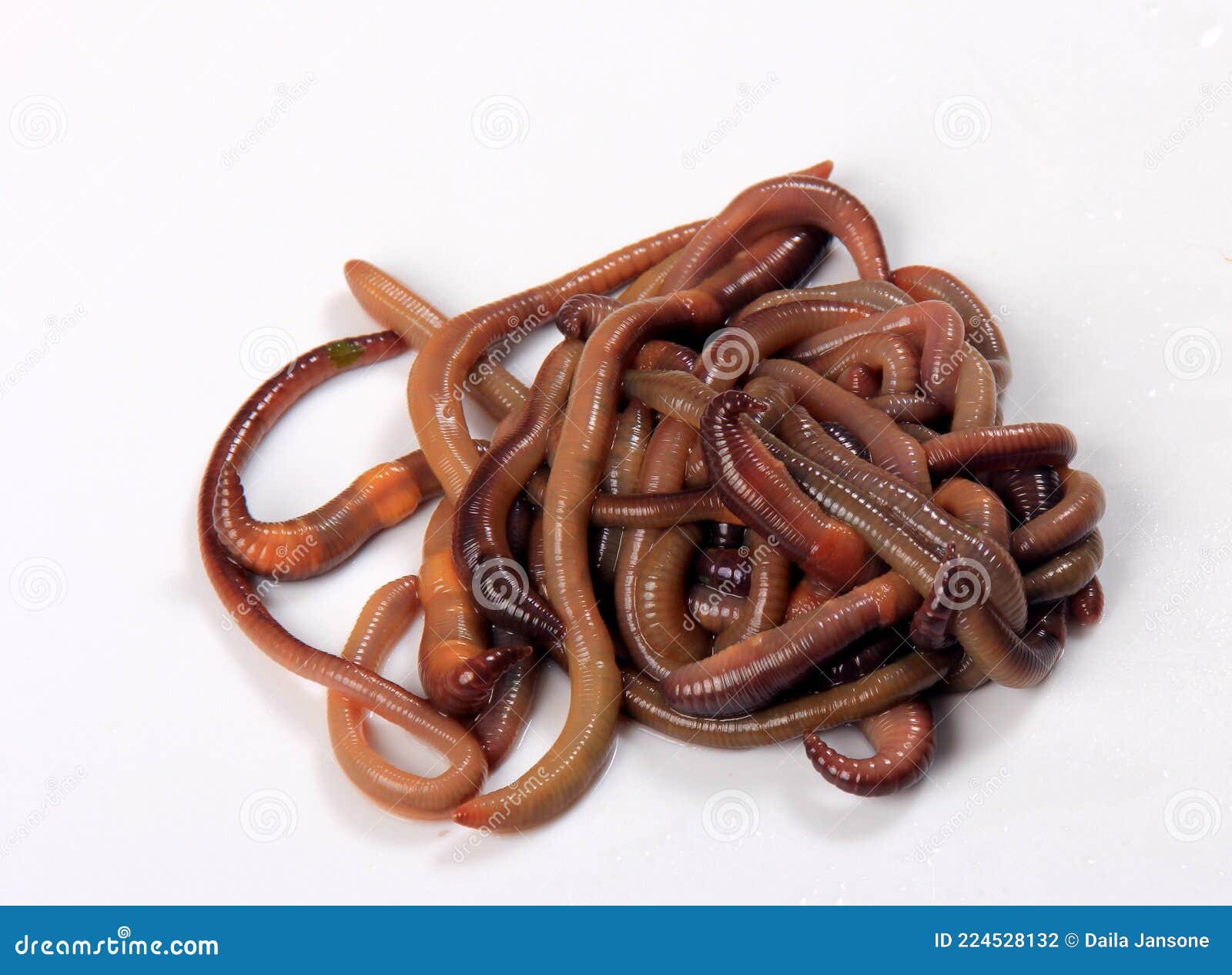 Common Earthworm Nightcrawler Lumbricus Terrestris, Group of Earthworm on  White Background Stock Photo - Image of invertebrates, animal: 224528132