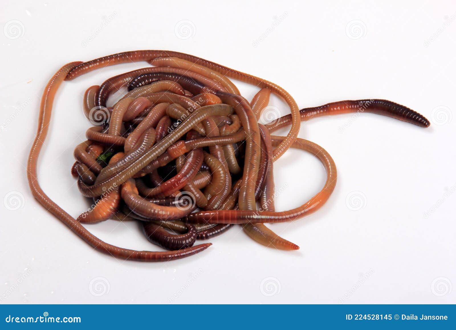 Common Earthworm Nightcrawler Lumbricus Terrestris, Group of