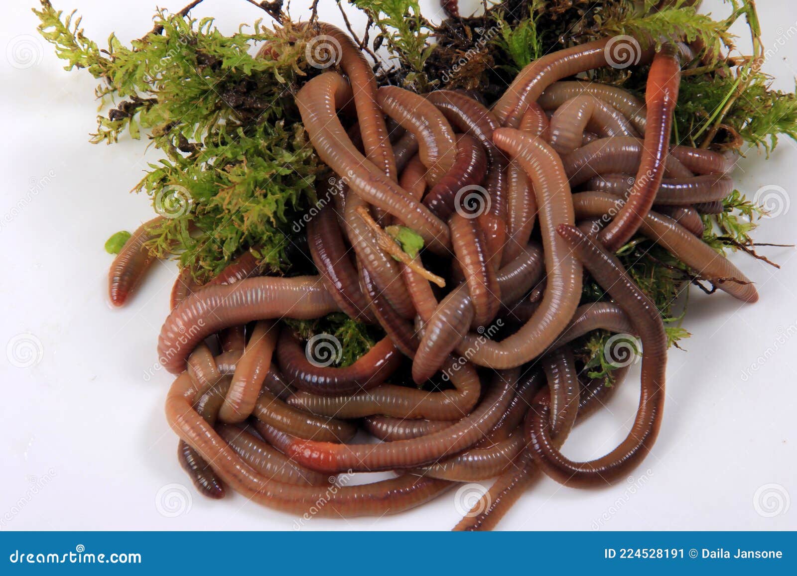 Common Earthworm Nightcrawler Lumbricus Terrestris, Group of