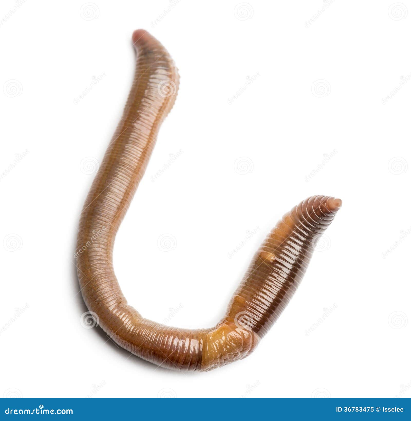 Common Earthworm, Lumbricus Terrestris Stock Photography