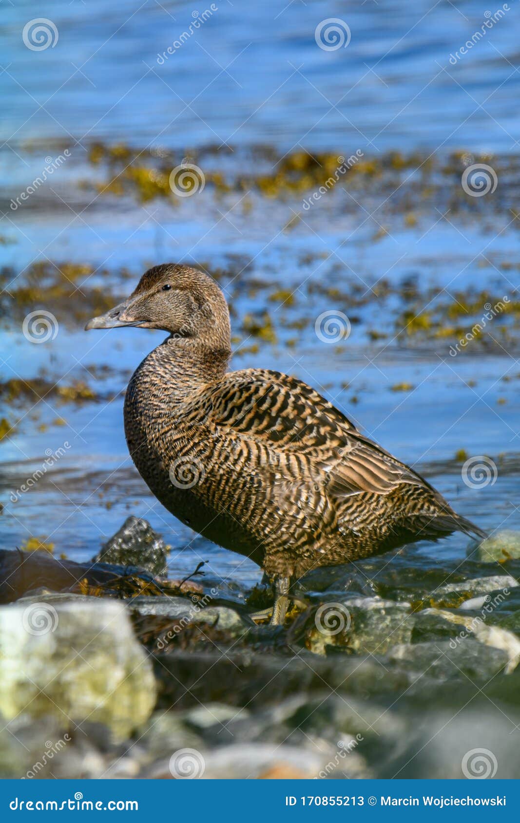 common eider duck  - the biggest sea duck