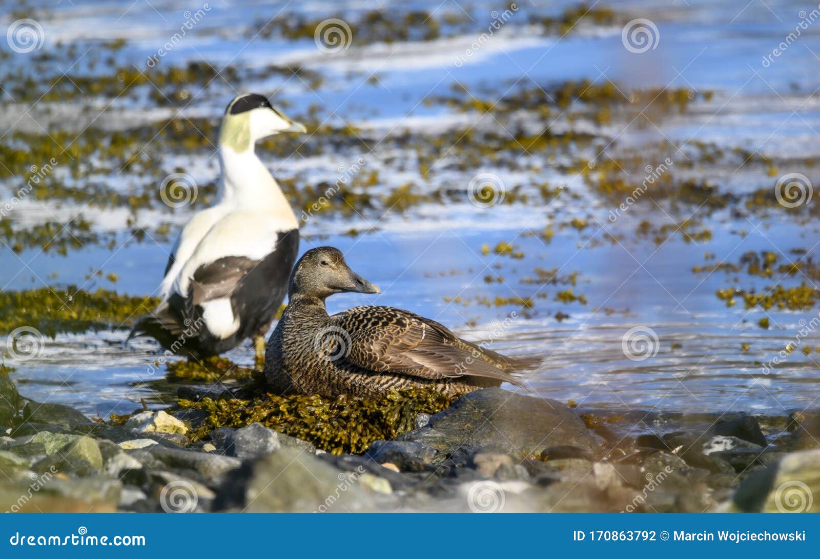 common eider duck - somateria mollissima