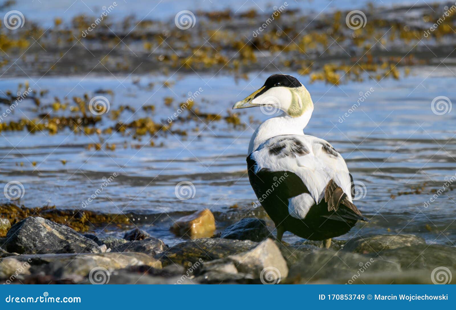 common eider duck - somateria mollissima