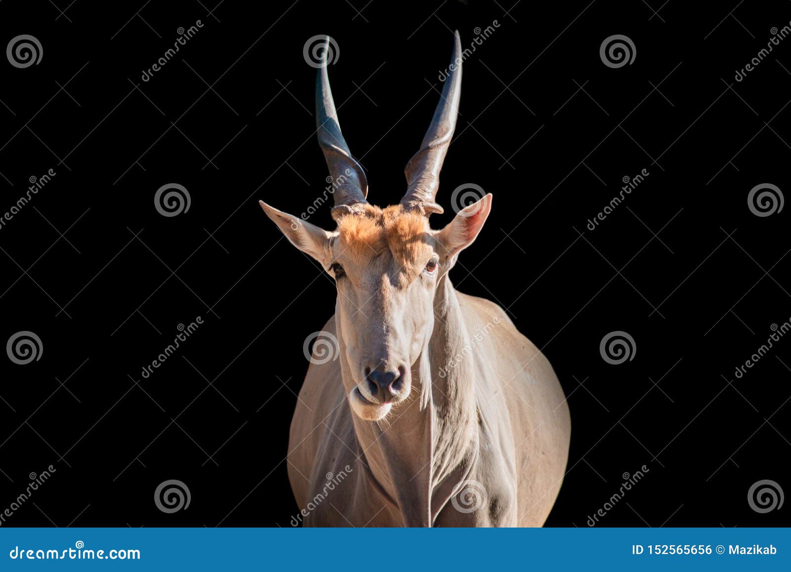 Single horned large african animals
