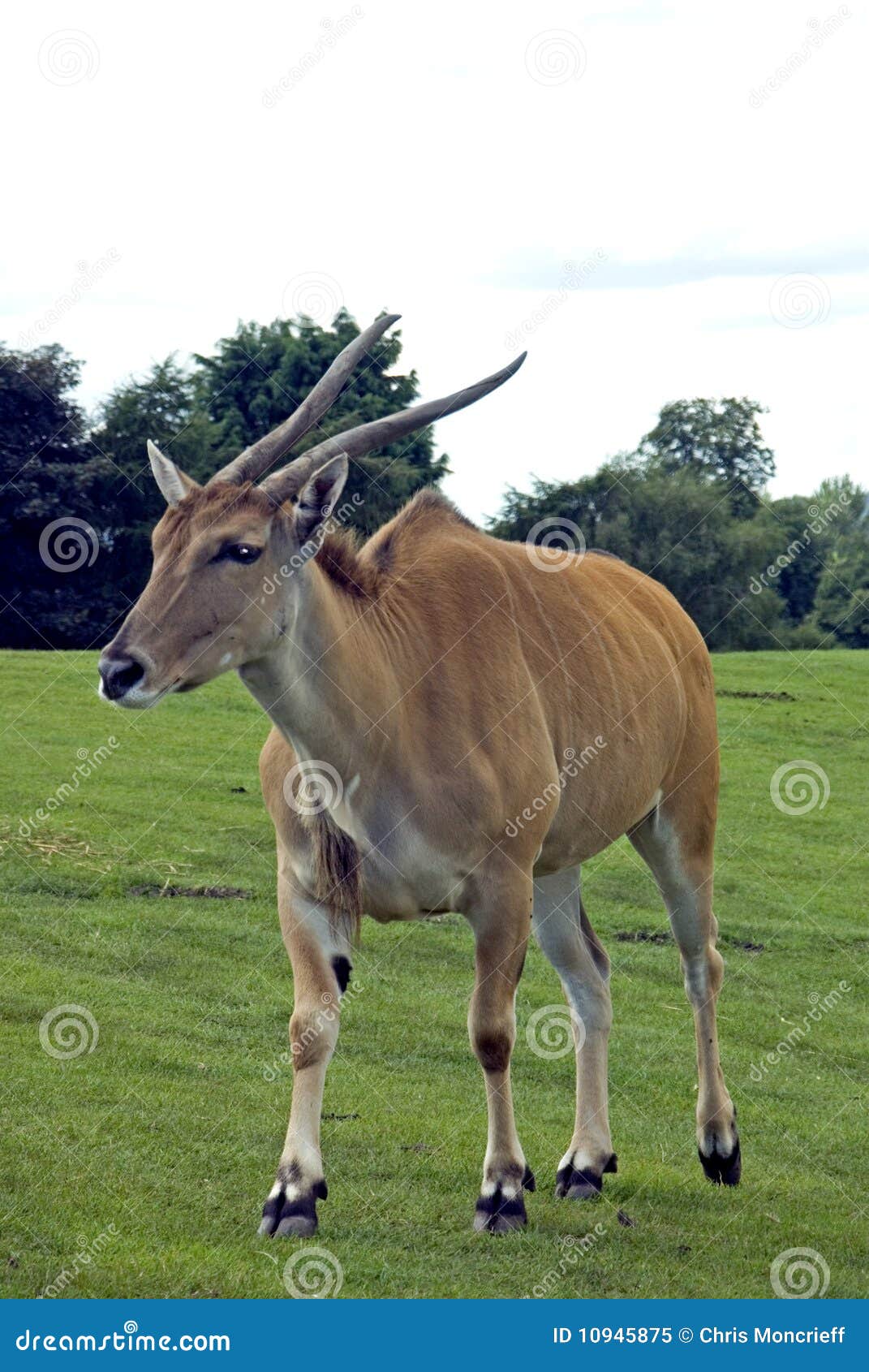 Common Eland stock image. Image of cows, hoof, animals 10945875