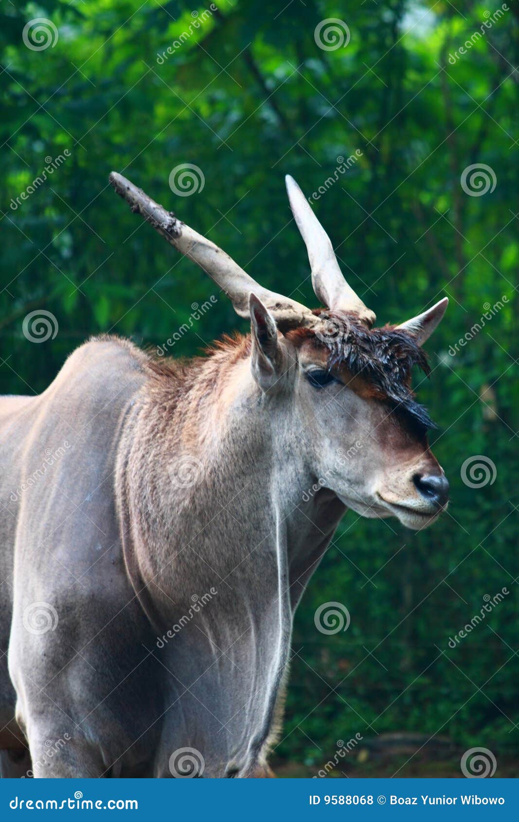 common eland antelope