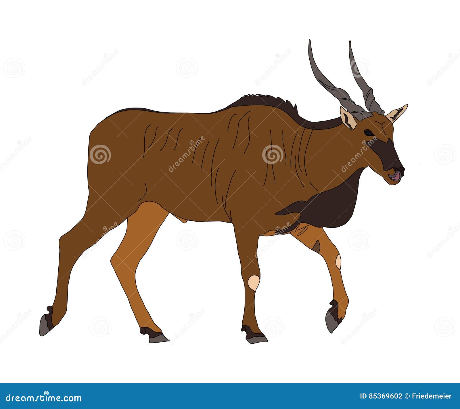 common eland - antelope - seen from side, walking, head forward