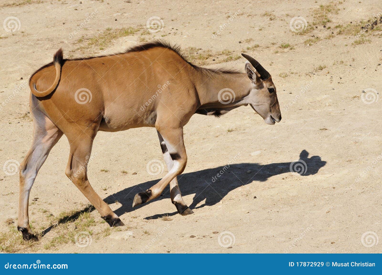 common eland walking