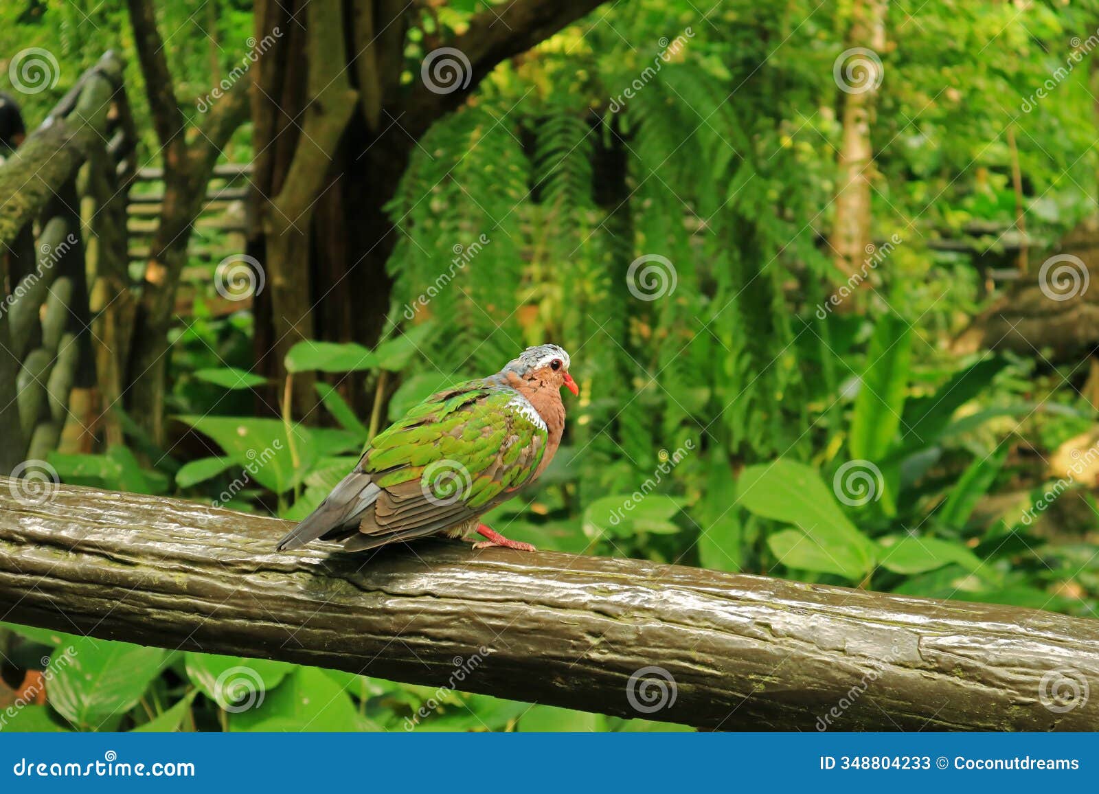 common emerald dove perching on the wooden rail