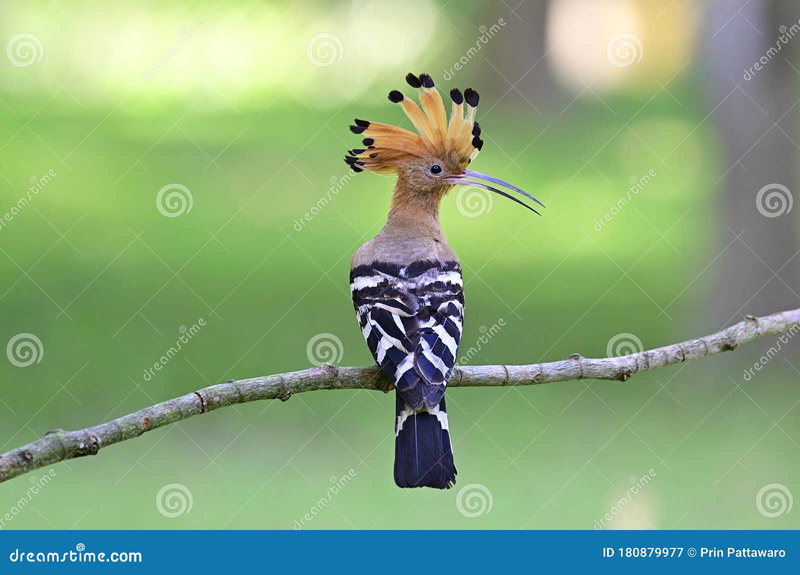 Common or Eurasian Hoopoe Upupa Epops Crested Hair Bird Perching on Thin Branch Showing Its Black and White Feathers Stock Image - Image of background, colorful: 180879977 Common or Eurasian Hoopoe Upupa Epops Crested Hair Bird Perching on Thin Branch Showing Its Black and White Feathers Stock Image - Image of background, colorful: 180879977