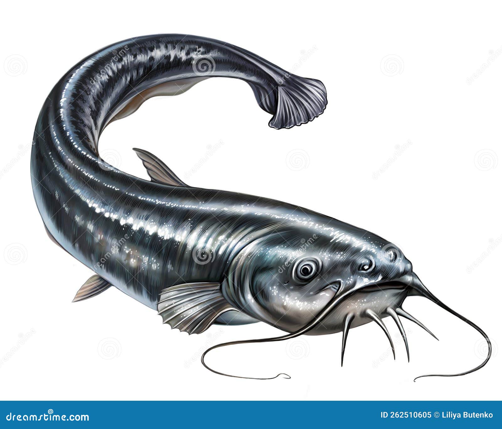 Common European Catfish, Silurus Glanis Stock Illustration - Illustration  of black, rivers: 262510605