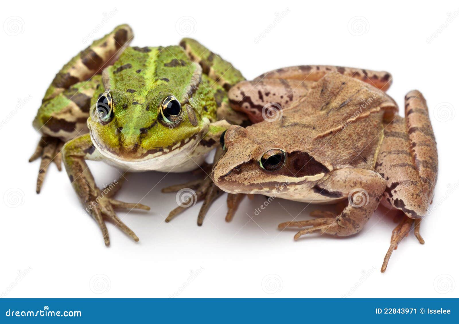common european frog or edible frog, rana