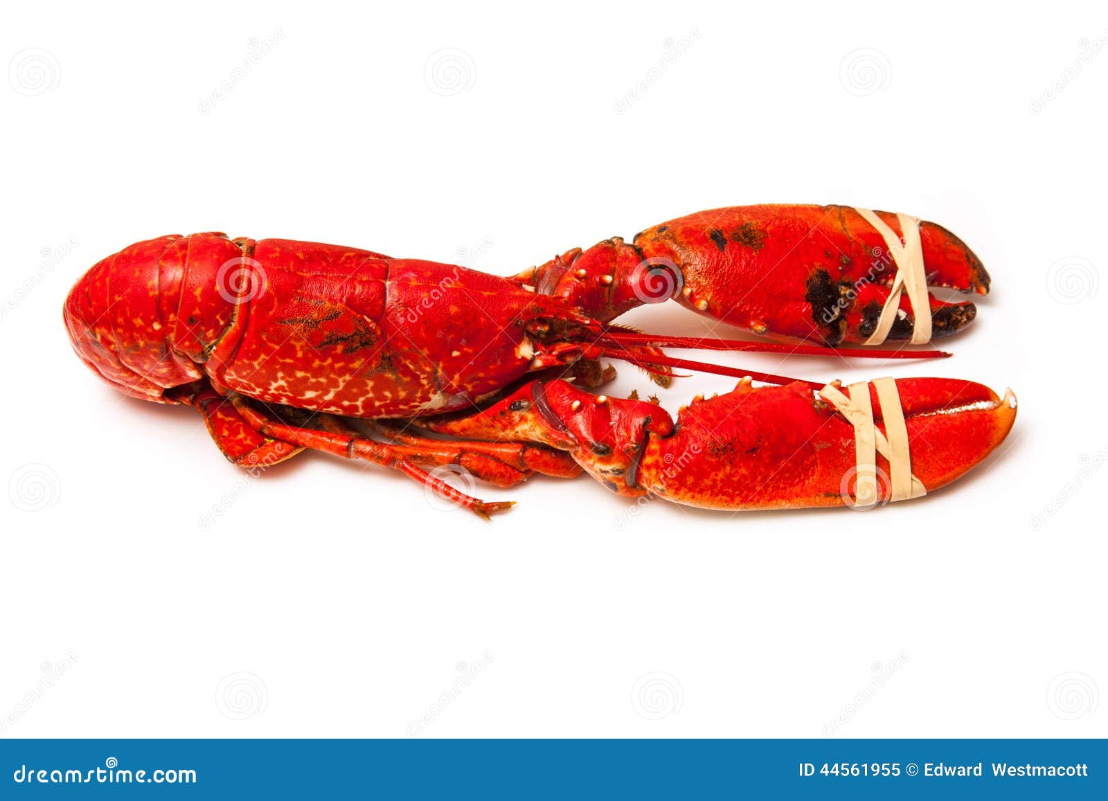 Common european lobster stock image. Image of crab, dinner 44561955