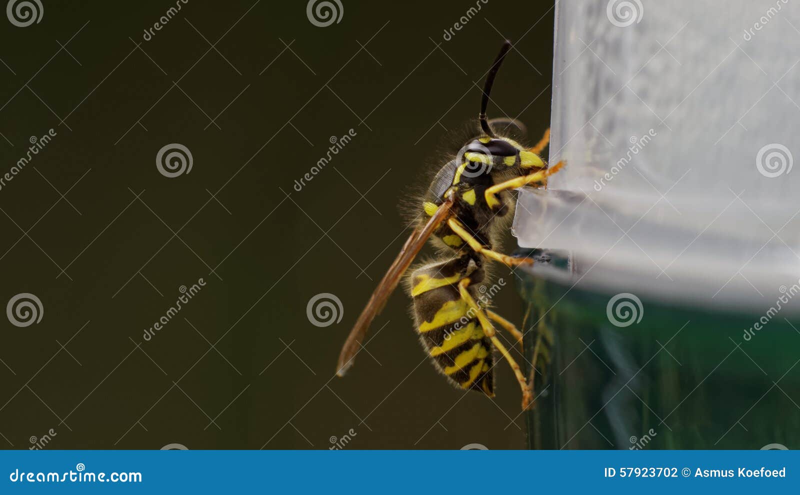 common european wasp (vespula vulgaris)