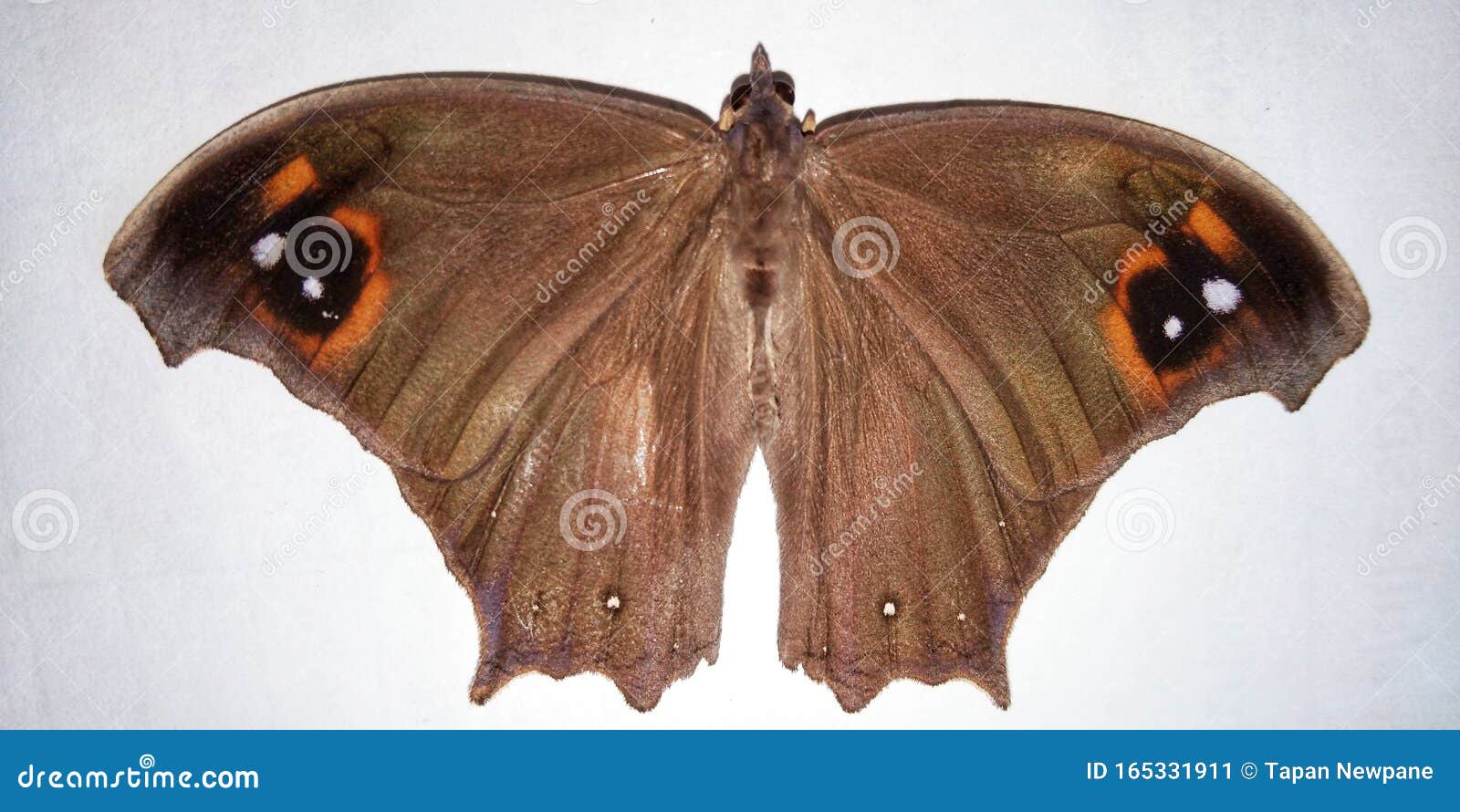 common evening brown butterfly melanitis leda  on white background