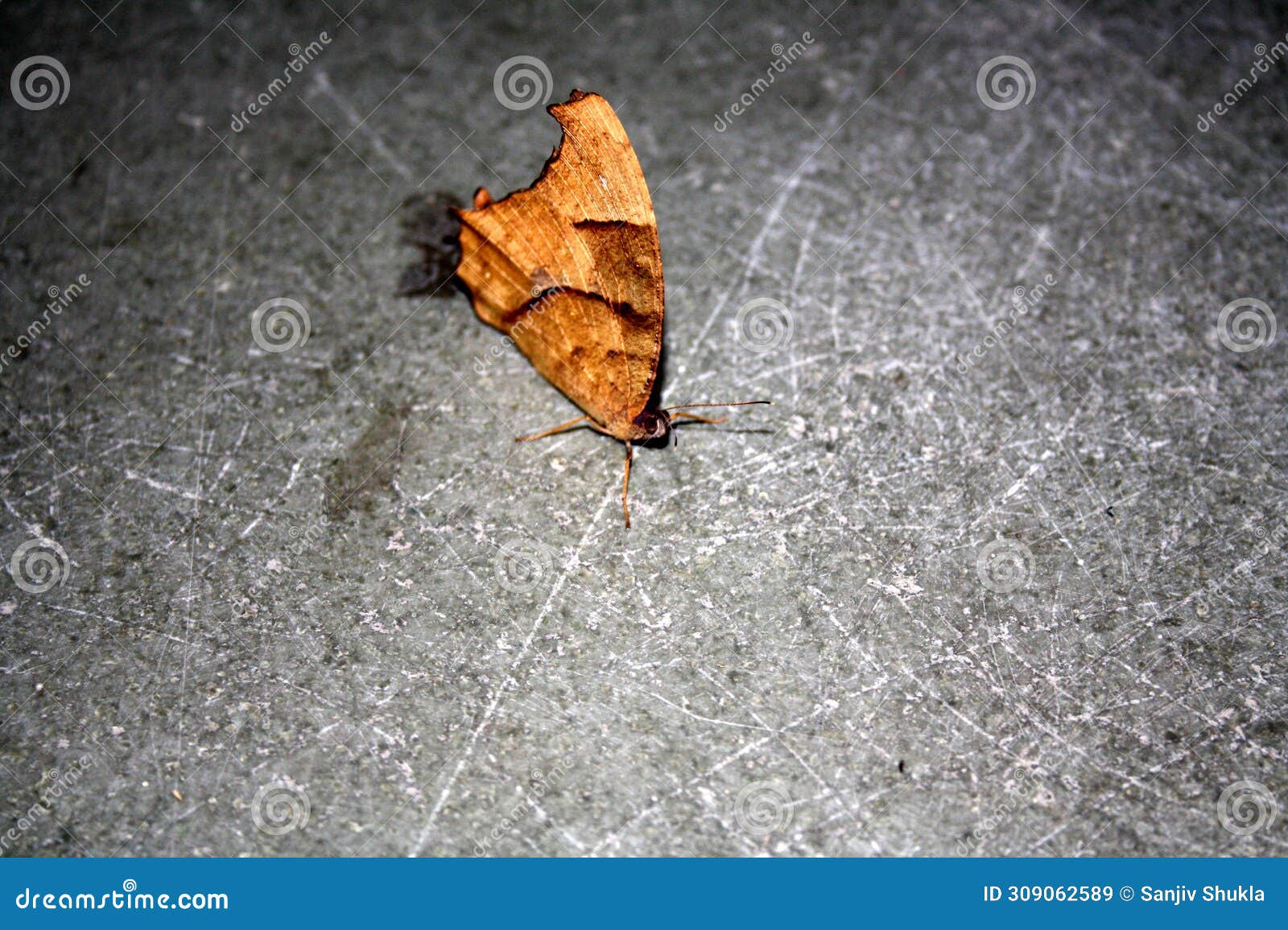 common evening brown butterfly (melanitis leda) in dry-season form : (pix sanjiv shukla)
