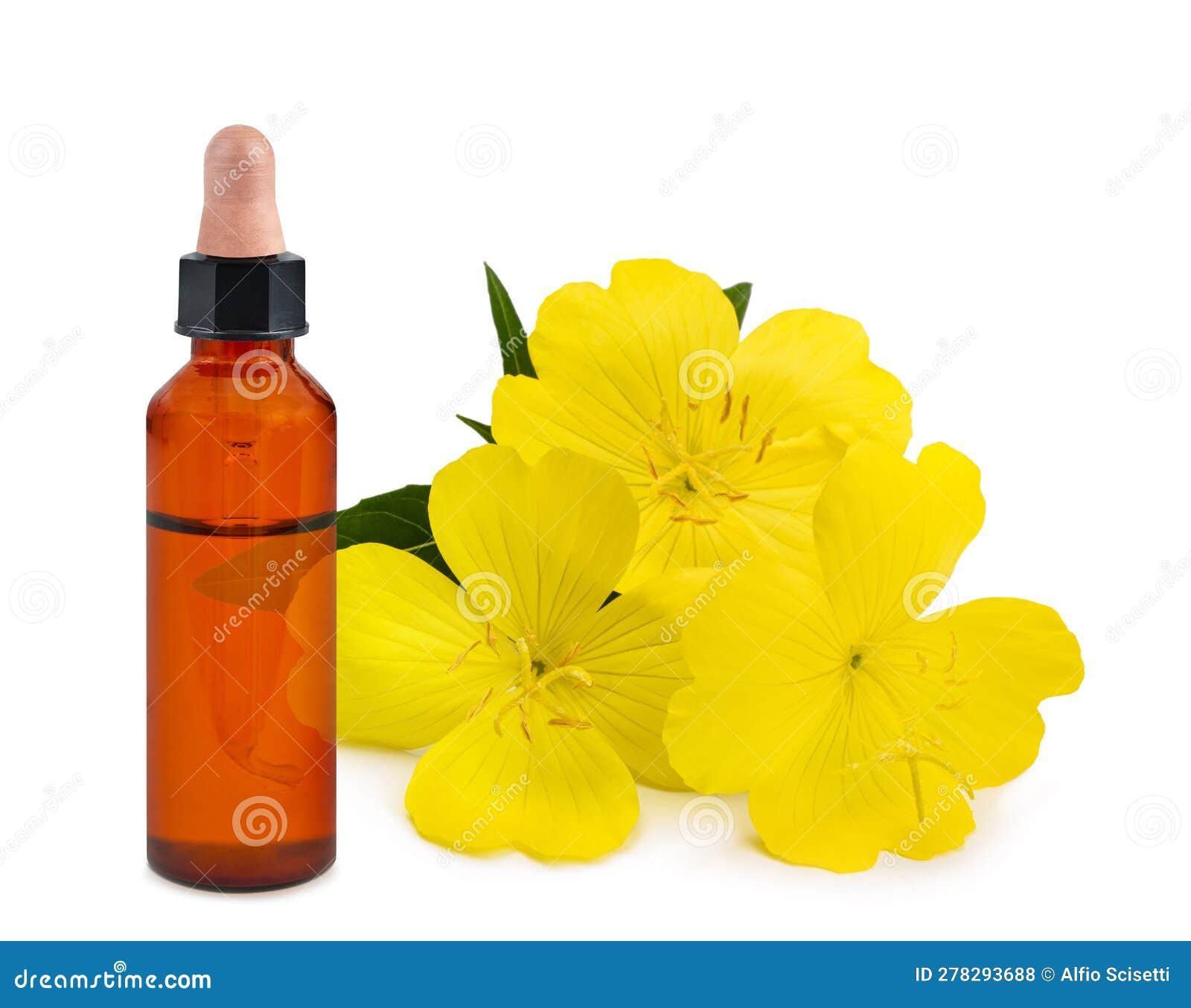 Common Evening Primrose with Essence Bottle Stock Photo Image of essence, eveningprimrose