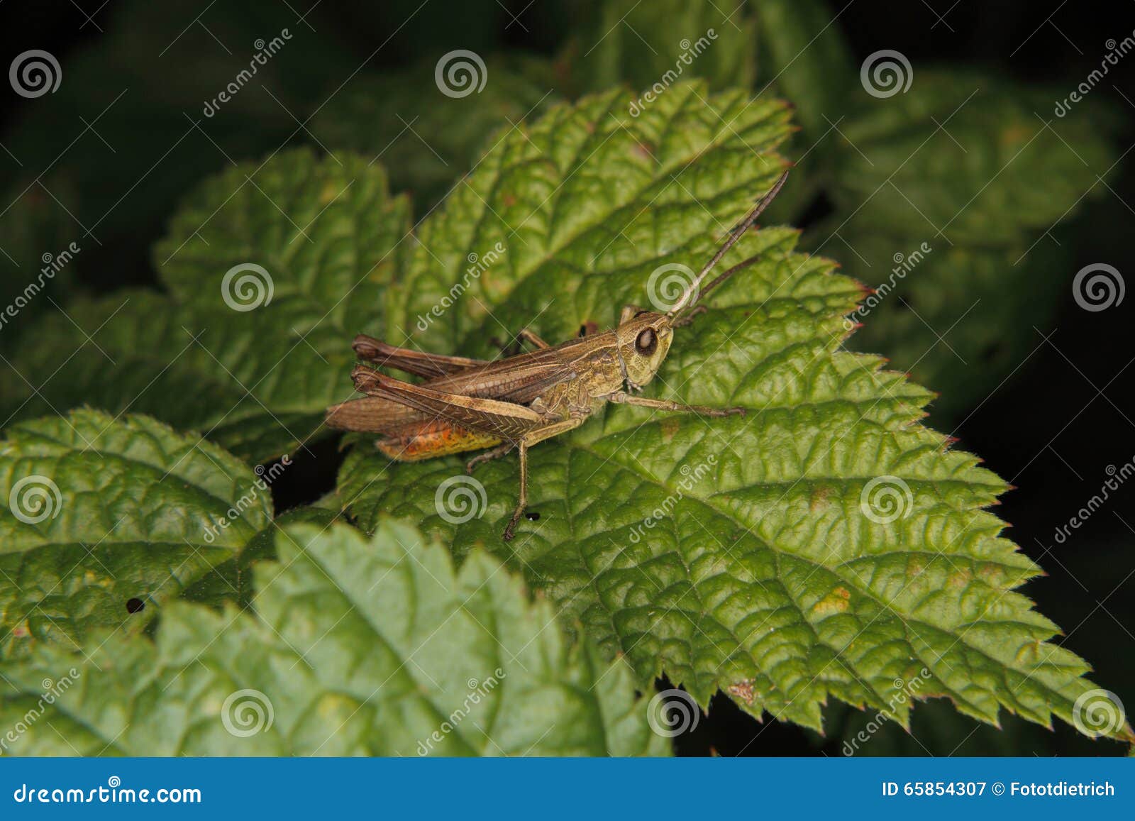 common field grasshopper (chorthippus brunneus)