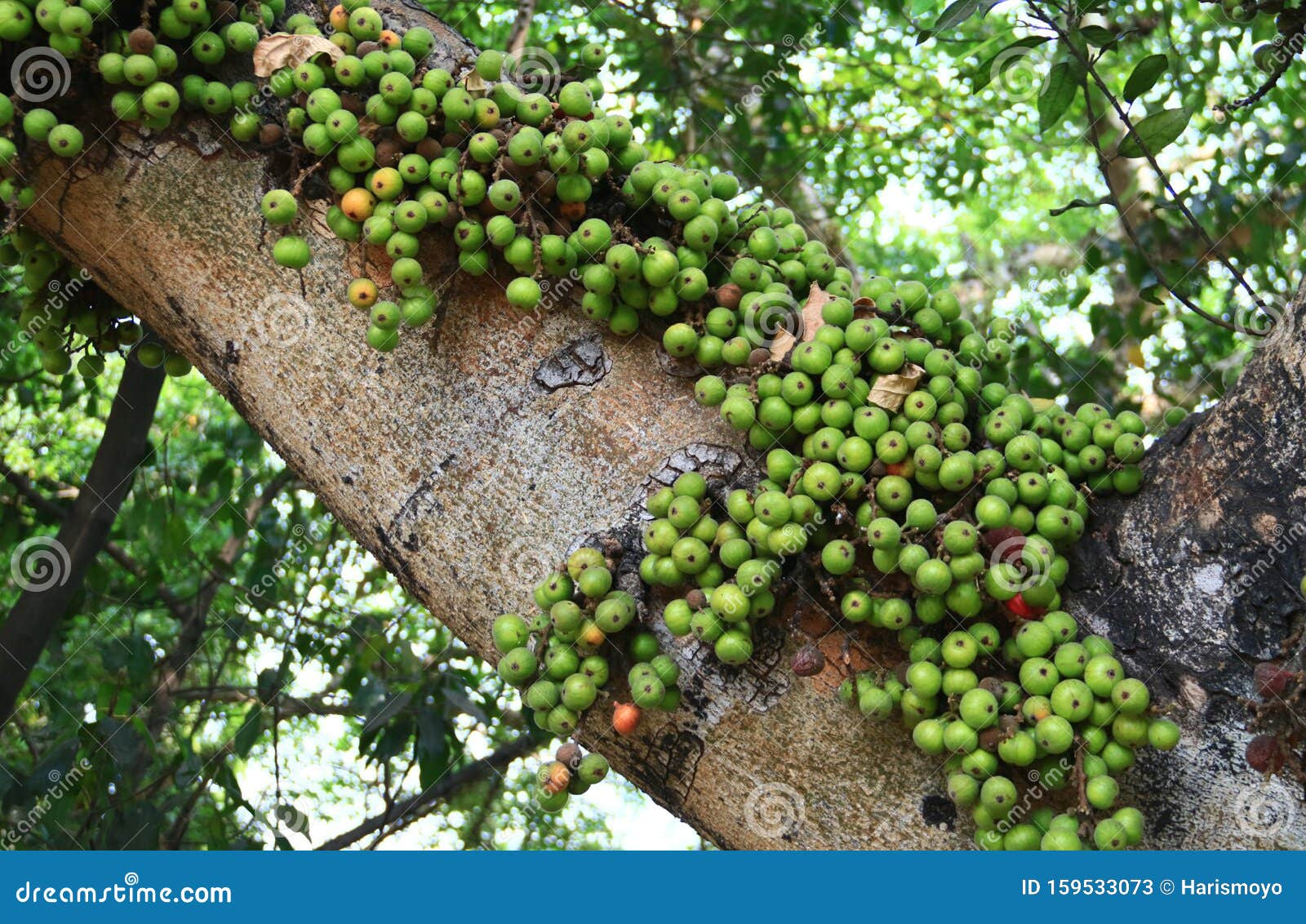 Cluster Fig Fruit stock image. Image of green, ficus 159533073