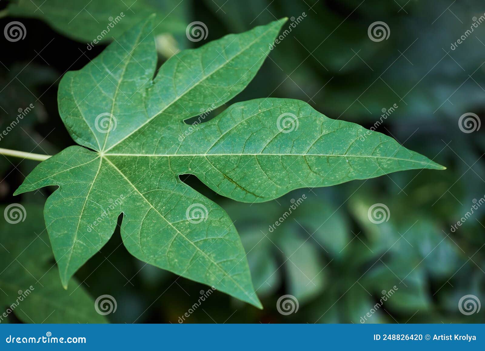 Common Fig Leaf Closeup Ficus Carica. Stock Photo Image of leaves