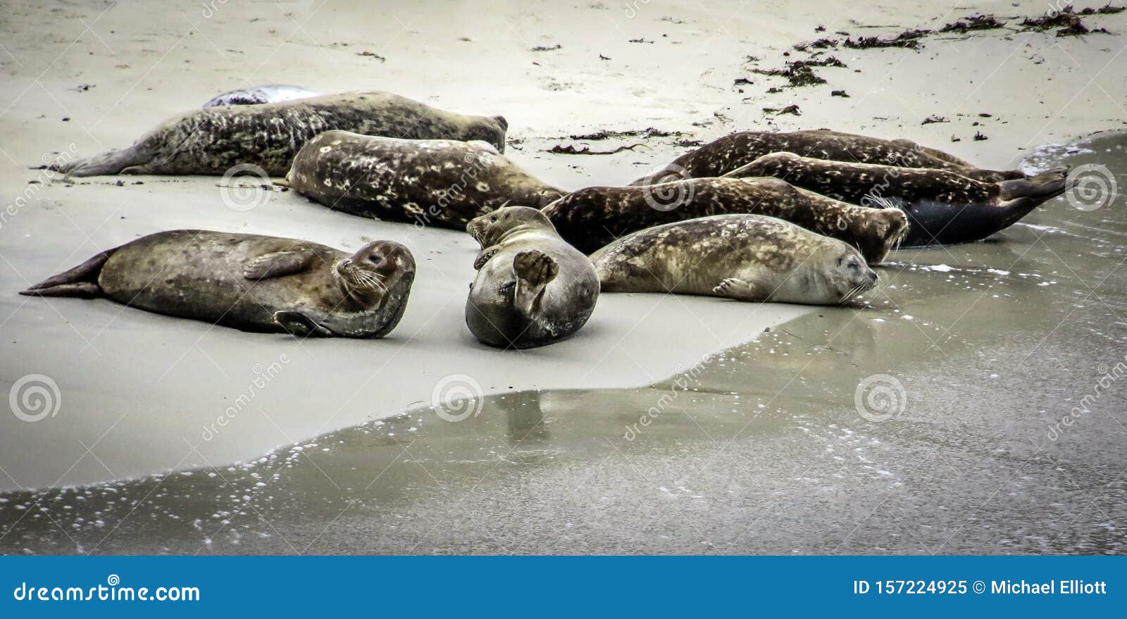 Common Harbor Seal stock image. Image of blubber, pinepped 157224925