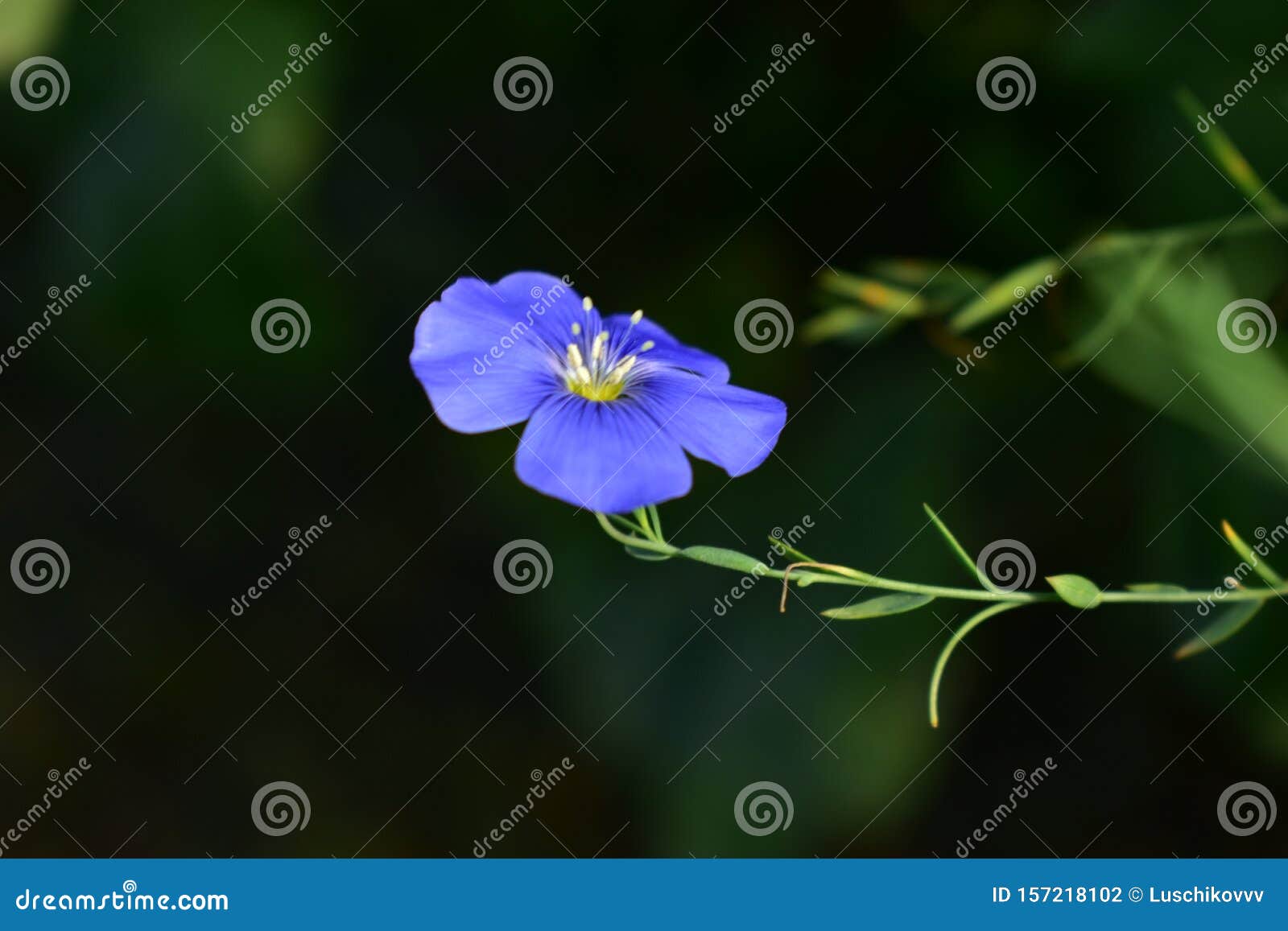 Common Flax Or Flax Seed Lat La A a aaanum Usitata A a aaassimum Stock Photo Image Of Blossom Bush