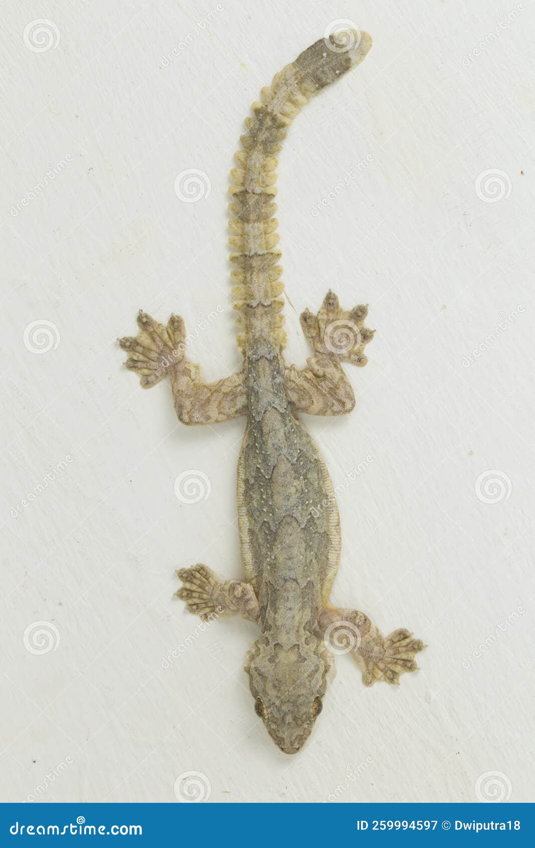 common flying gecko kuhl's flying gecko ptychozoon kuhli  on white background.