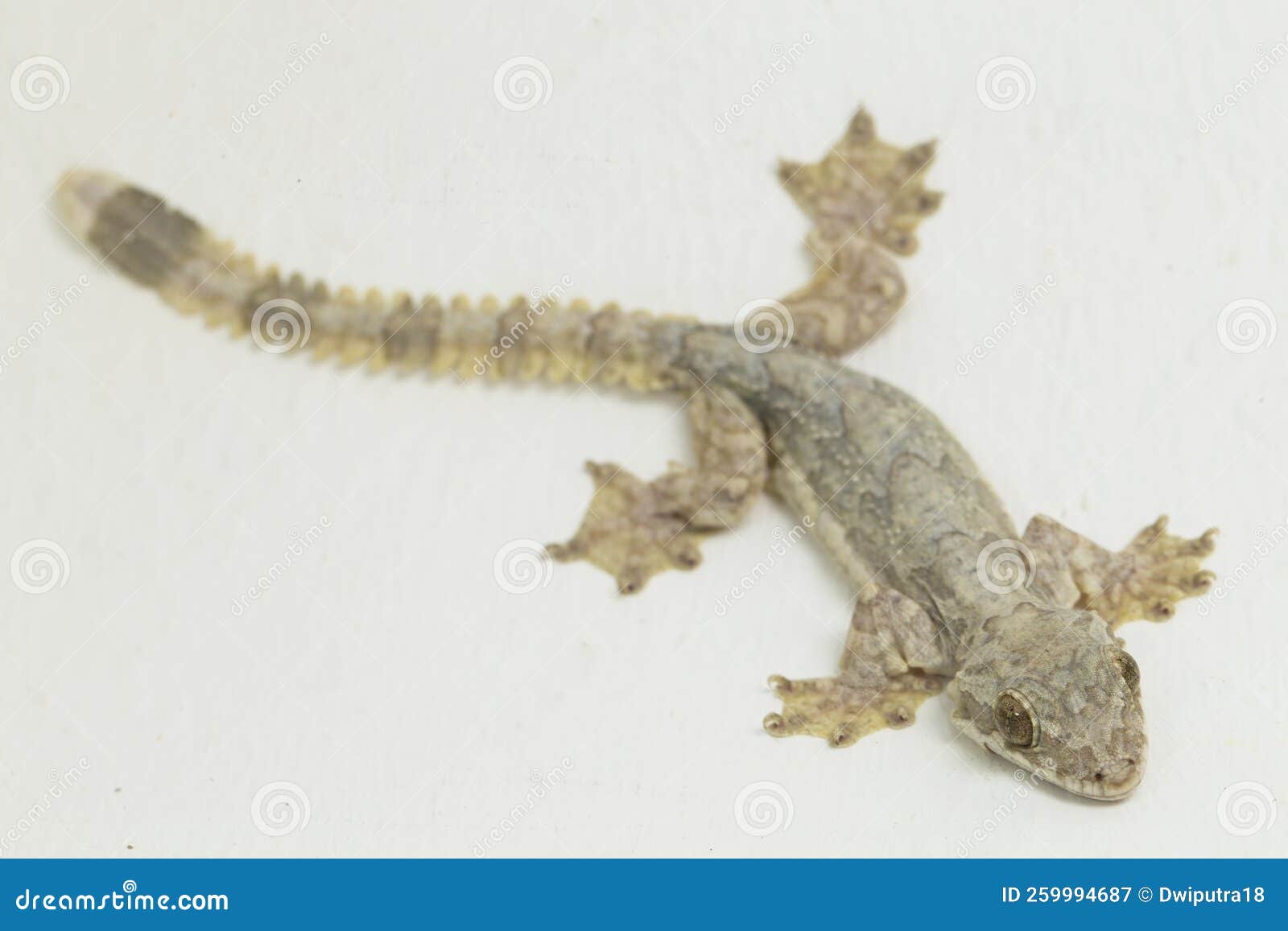 common flying gecko kuhl's flying gecko ptychozoon kuhli  on white background.