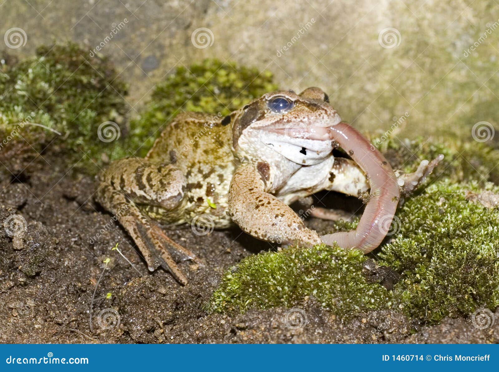 Common Frog Eating stock photo. Image of pondlife, worm - 1460714