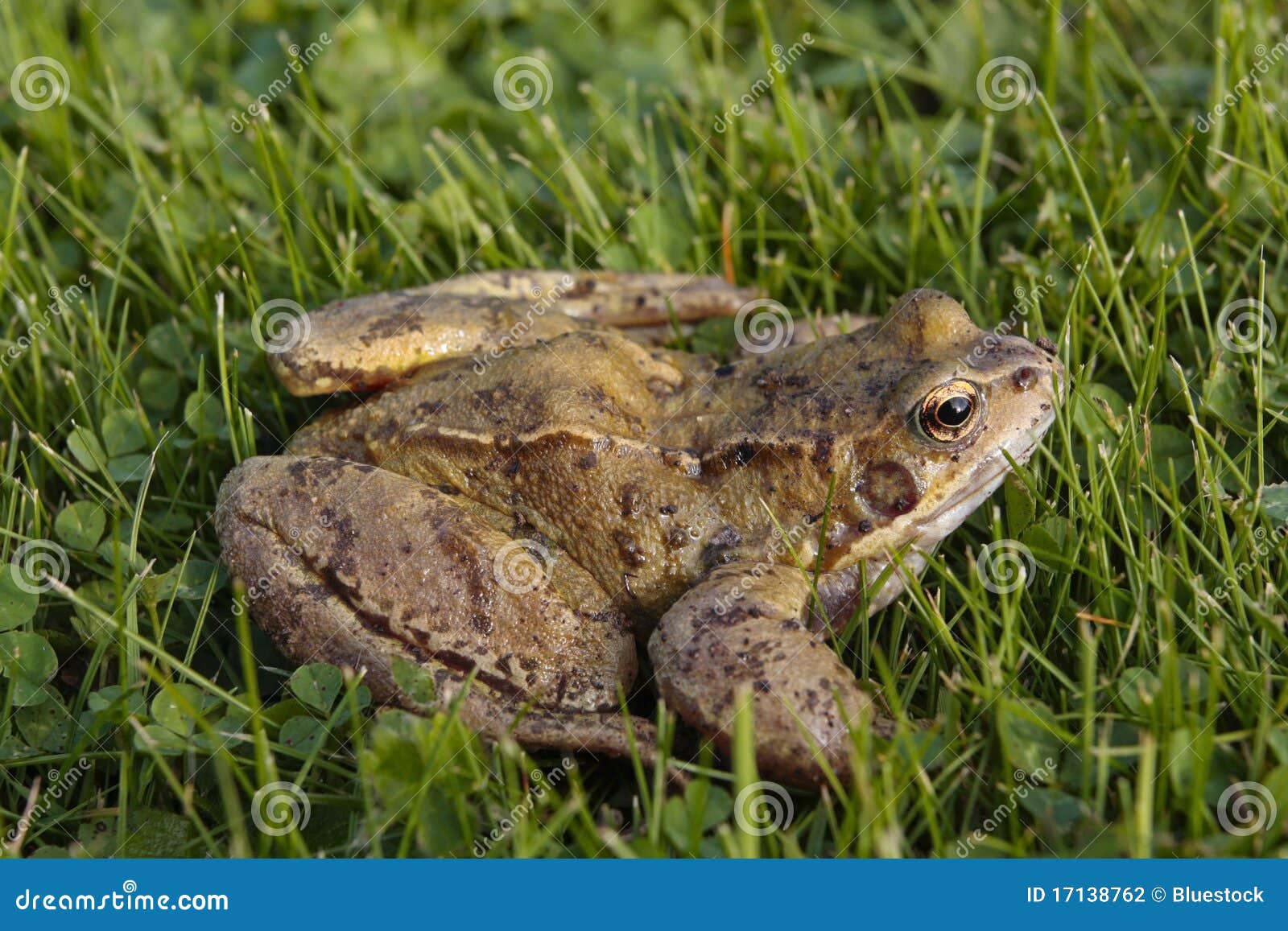 Common frog on grass stock photo. Image of season, tadpoles 17138762