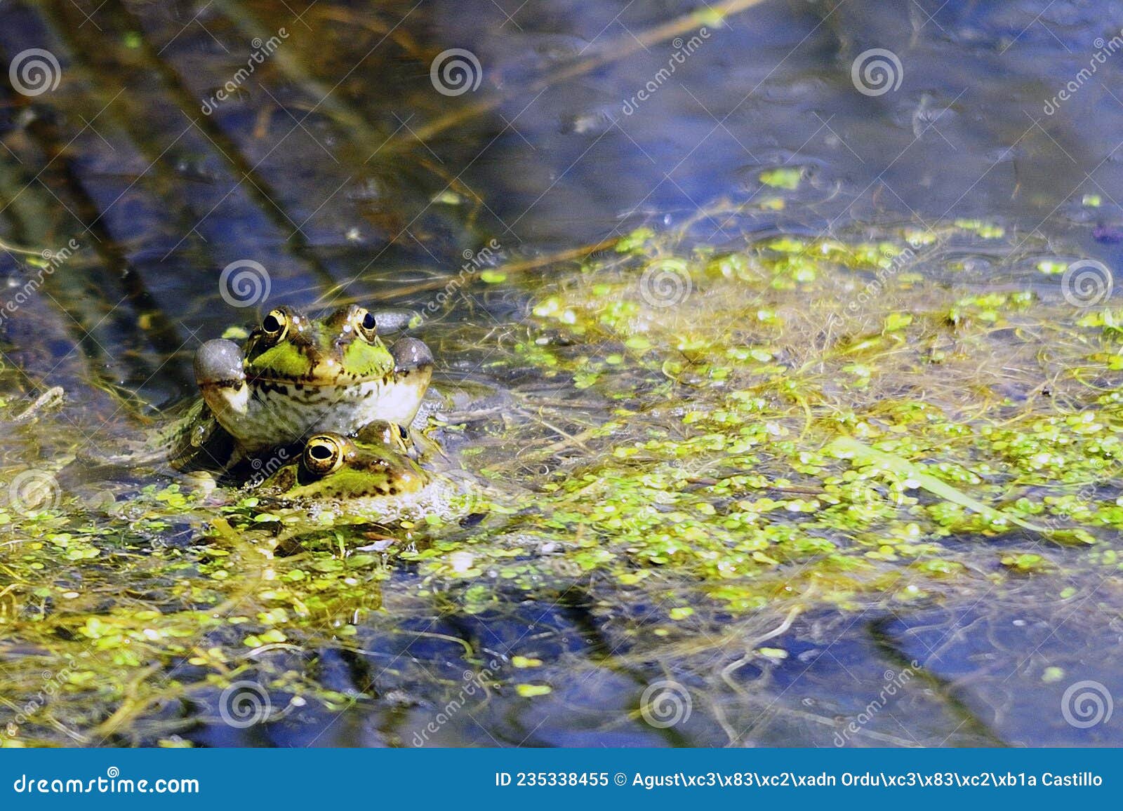 Common Frog, in Its Aquatic Environment in Freedom. Stock Image - Image ...