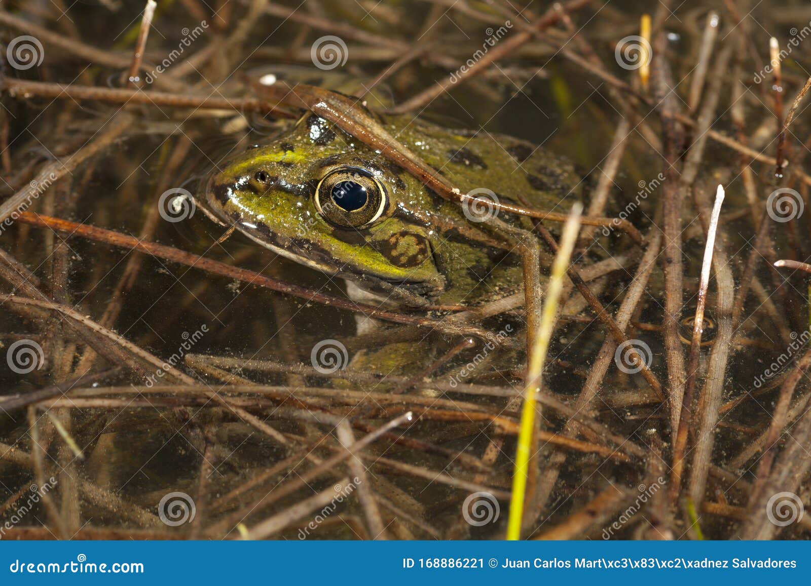 common frog, pelophylax perezi,  in the pond