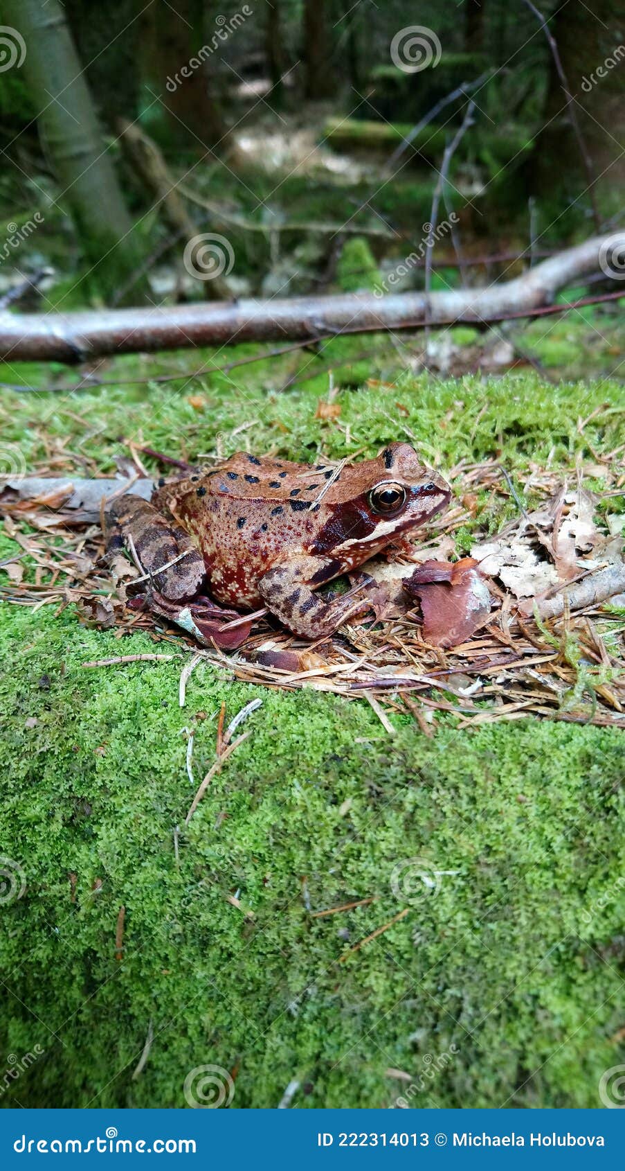 common frog rana temporaria adult specimen
