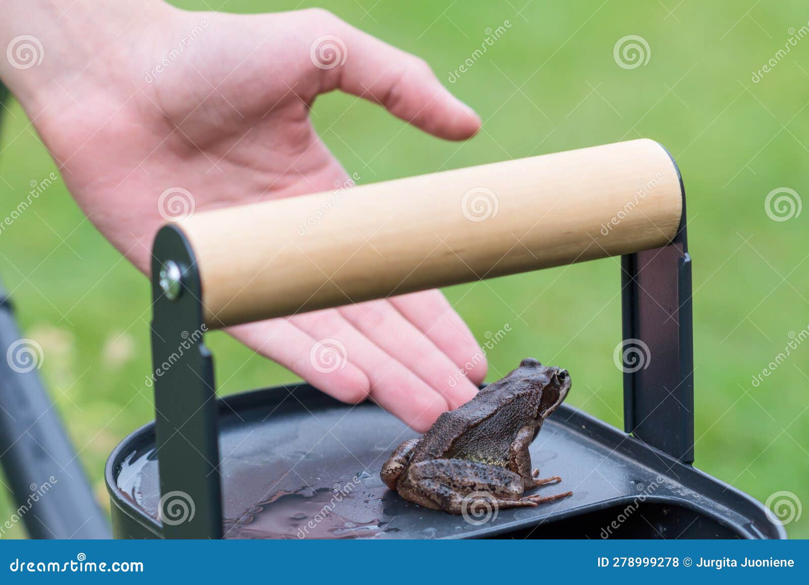 common frog sitting on black watering can in garden in background of personâs hand