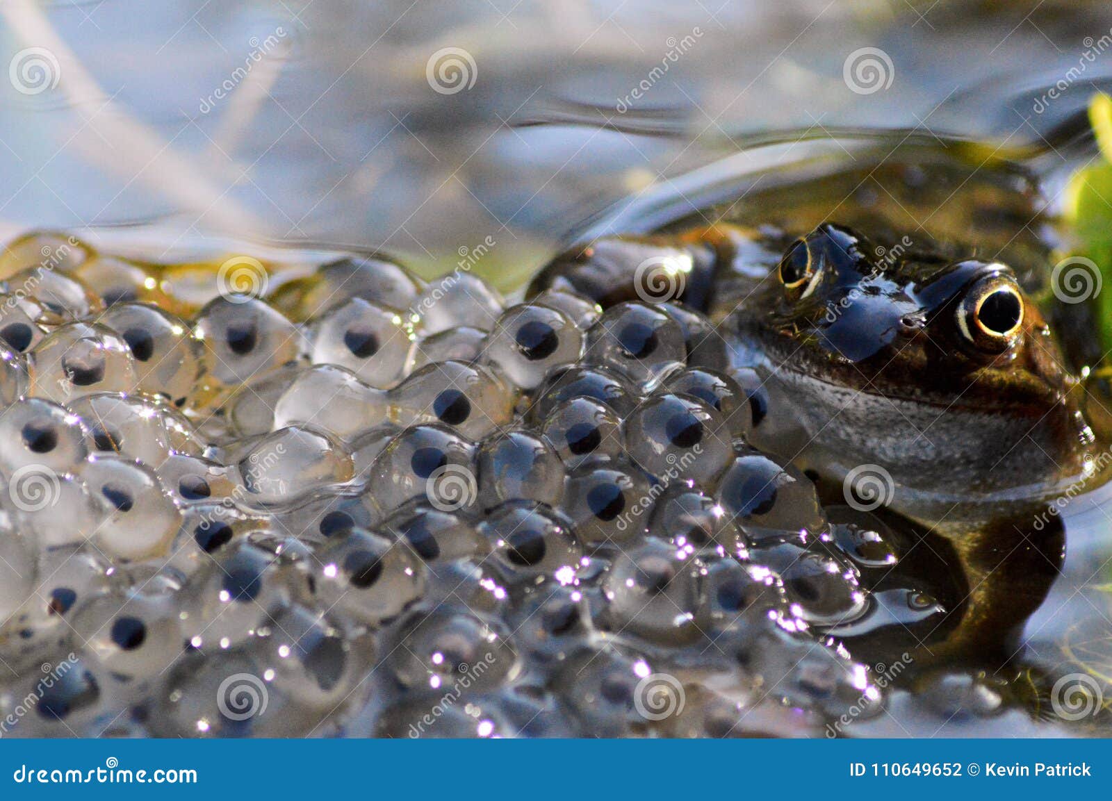 Common Frog with Things on His Mind. Stock Photo - Image of common